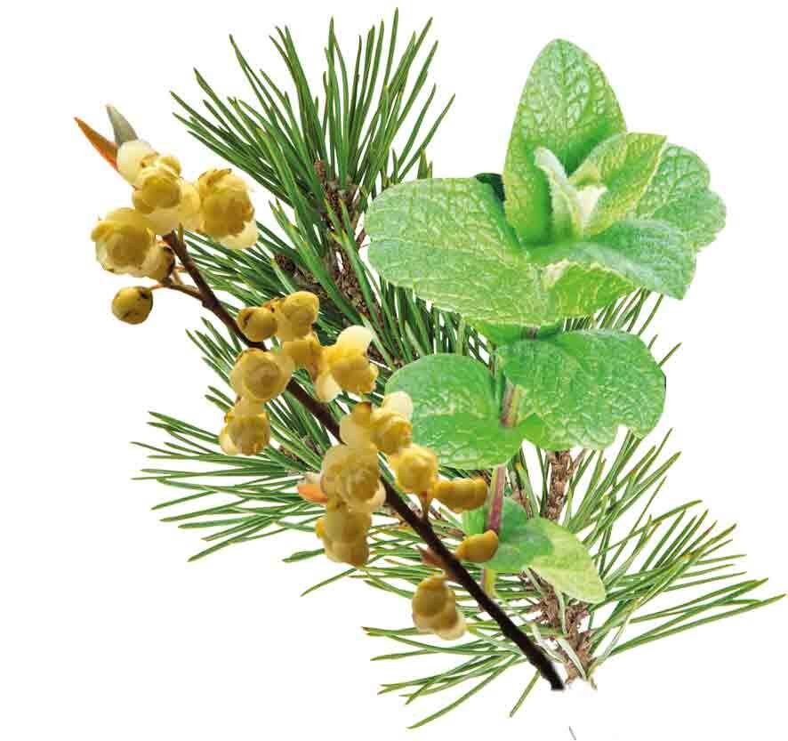 HARVIA Sauna-Duftkonzentrat Zeder-Litsea-Cubeba Minze