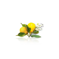 Camylle Velours de Spa - Cajeput / Citron