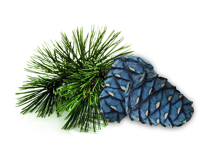 HARVIA Sauna-Duftkonzentrat Zirbe