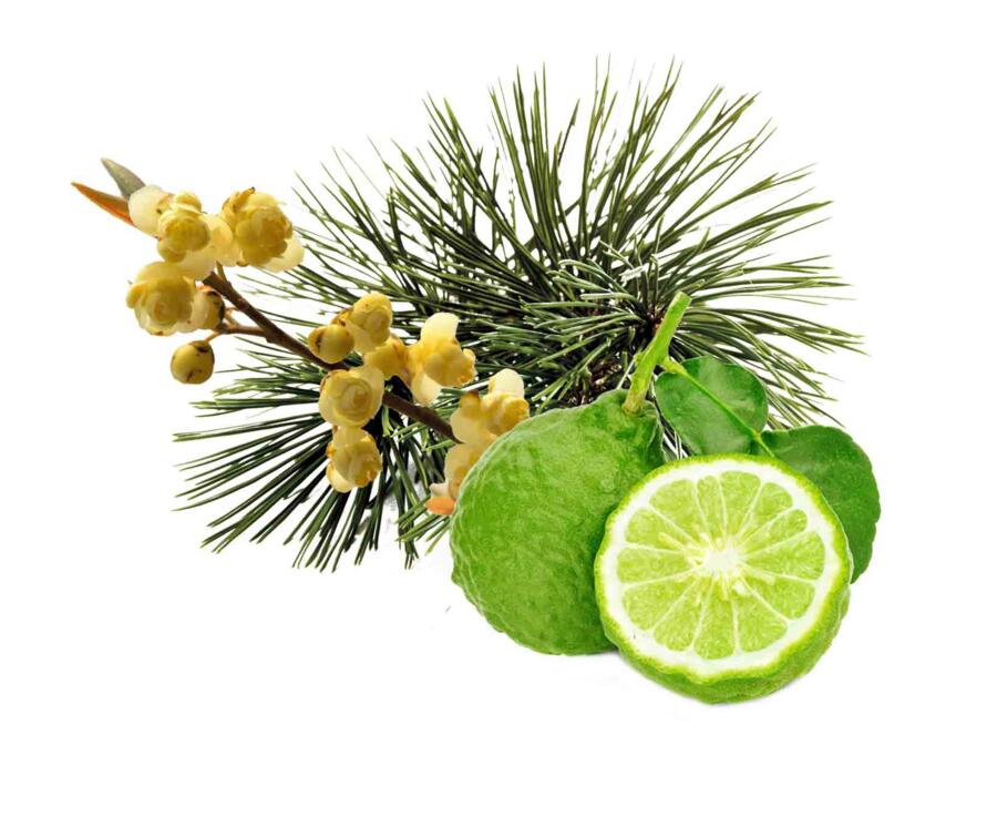 HARVIA Sauna-Duftkonzentrat Zirbe-Bergamotte-Litsea Cubeba